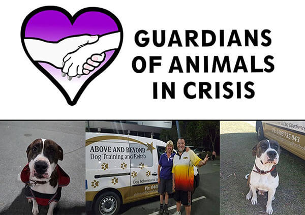 Above & Beyond Dog Rehabilitation Gaurdians Of Animals In Crisis Featured Image