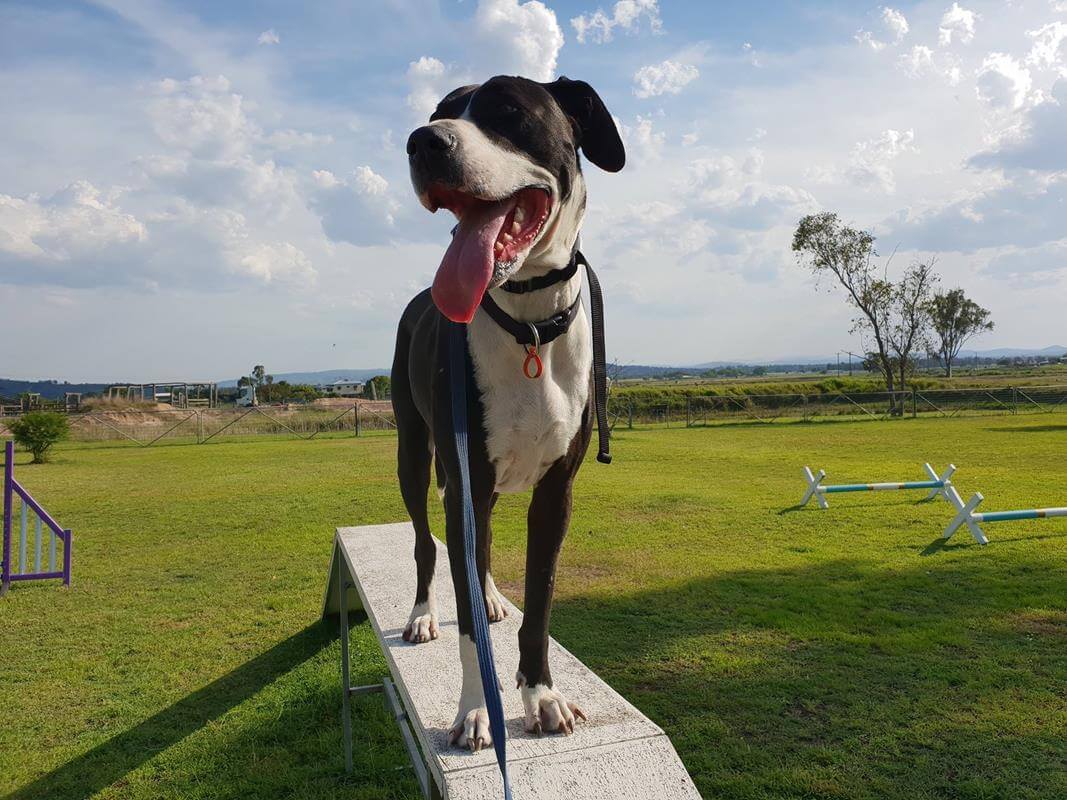 Above & Beyond Dog Rehabilitation Impulse Control & Reactivity Issues 5 (Copy) Above & Beyond Dog Rehabilitation Impulse Control & Reactivity Issues