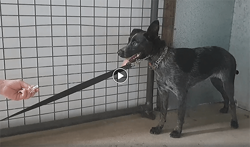 Above & Beyond Dog Rehabilitation Millie Fearful Cattle Dog