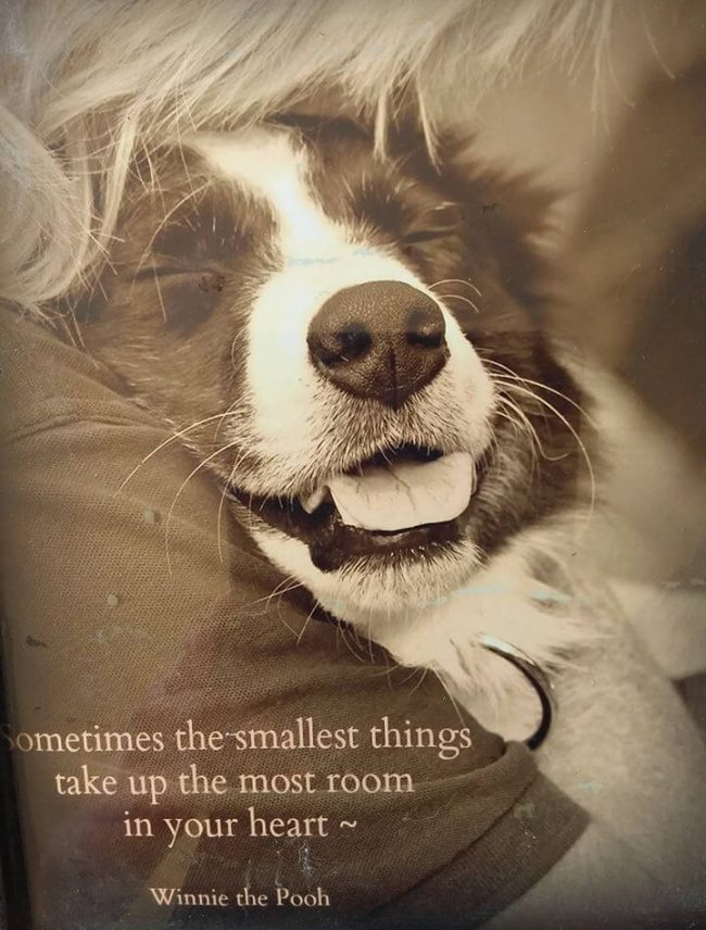 Above & Beyond Dog Rehabilitation The Smallest Things Your Relationship With Your Dog