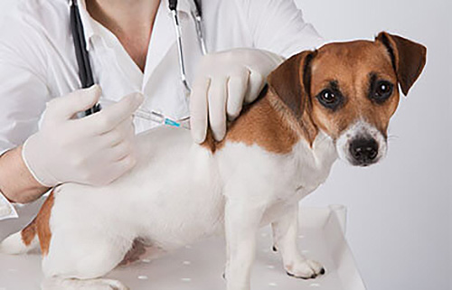 Above & Beyond Dog Training & Rehabilitation Dog Vaccinations For Dog Boarding