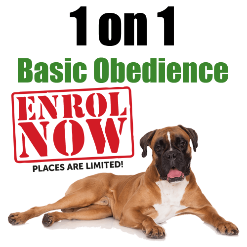 Above & Beyond Dog Training & Rehabilitation - 1on1-basic-obedience-cathy-grant