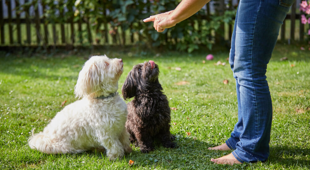Above & Beyond Dog Training & Rehabilitation Dog Training Beginner Advanced Cathy Grant