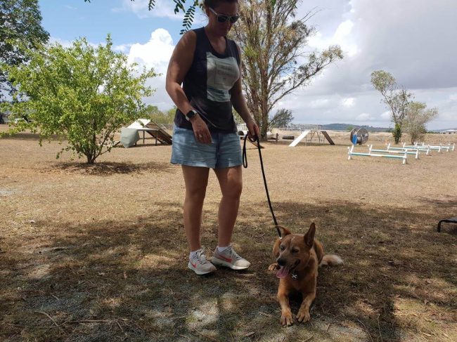 Above & Beyond Dog Training & Rehabilitation Islay