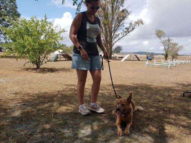 Above & Beyond Dog Training & Rehabilitation Islay