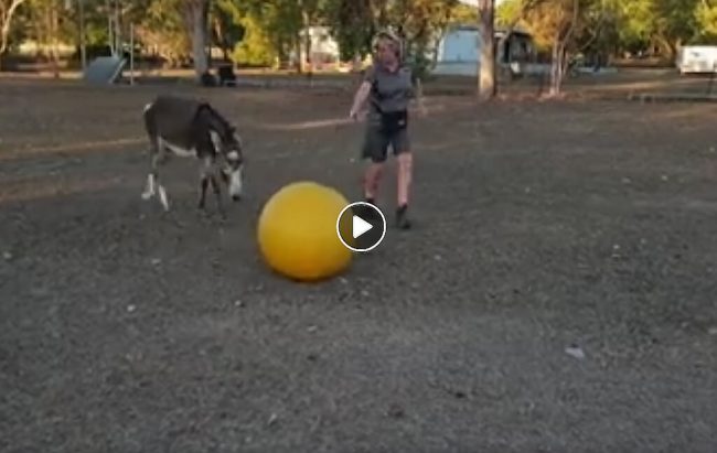 Above & Beyond Dog Training & Rehabilitation Mystic Has A Ball