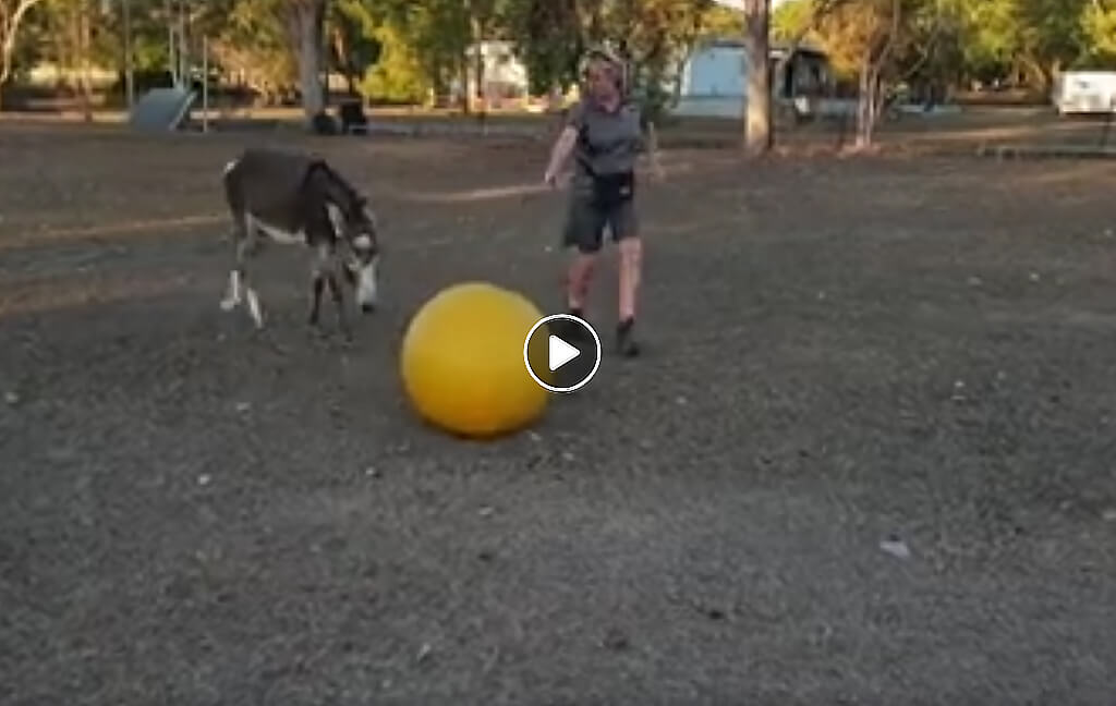 Above & Beyond Dog Training & Rehabilitation Mystic Has A Ball
