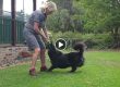 Impulse Control With Ramone Above & Beyond Dog Training Cathy Grant