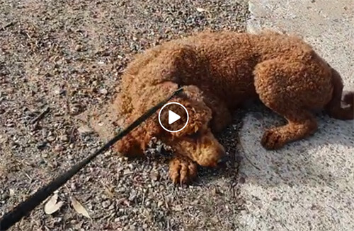 Karen Little Legs Rescue Above & Beyond Dog Training & Rehabilitation