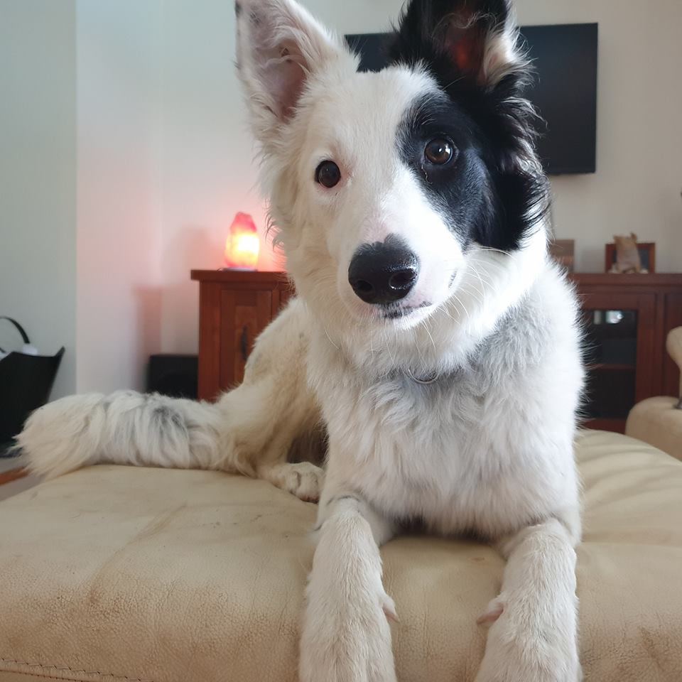 Gemma Above & Beyond Dog Training